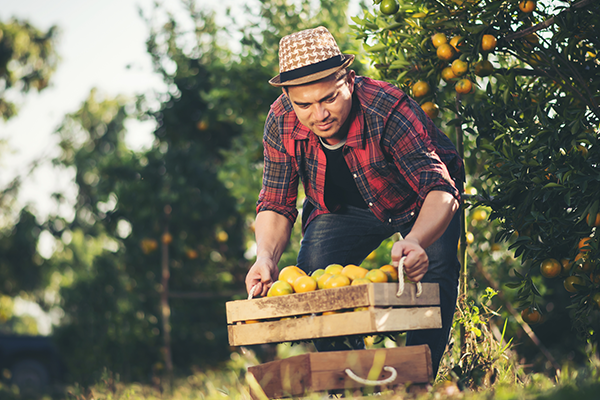 Organic Orchard